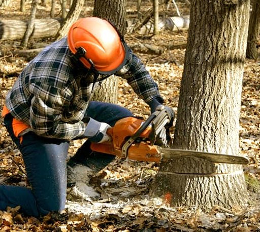 Tree Removal in North Pomfret, VT